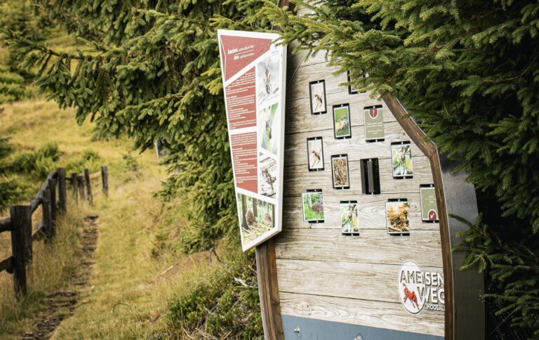 Ameisenweg bei der Moosalm Adamhütte